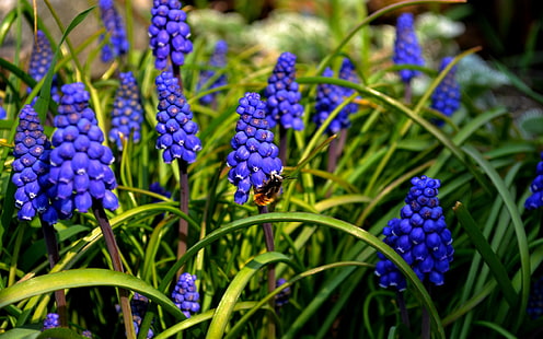 lila Blumen, Natur, Bienen, Blumen, Muscari, blaue Blumen, HD-Hintergrundbild HD wallpaper