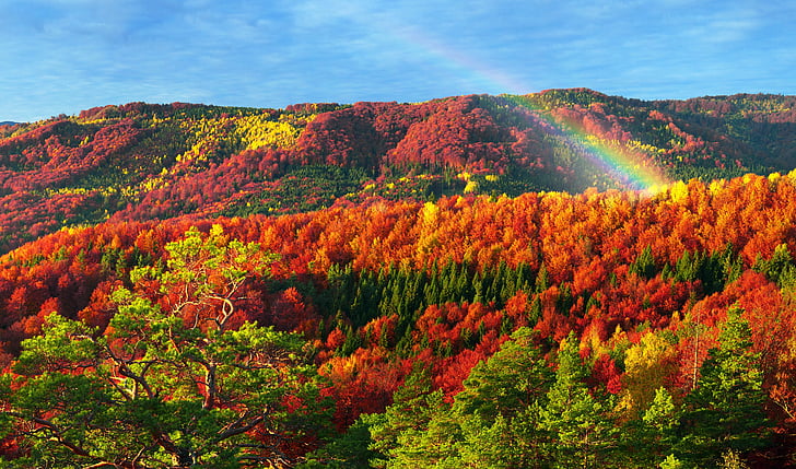 herbst, fall, folienfutter, landschaft, blatt, laub, beschaffenheit, HD-Hintergrundbild