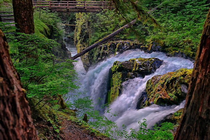 forest, bridge, river, waterfall, stream, Washington, Olympic National Park, Sol Duc Falls, Sol Duc River, HD wallpaper