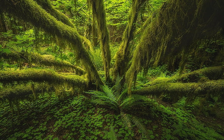 nature landscape forest rainforest olympic national park washington state ferns trees moss green, HD wallpaper