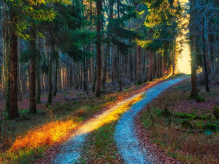Man Made, Path, Dirt Road, Forest, Sunshine, Tree, HD wallpaper