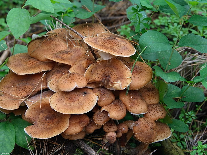 brown mushroom, mushrooms, honey agarics, stub, earth, leaves, HD wallpaper