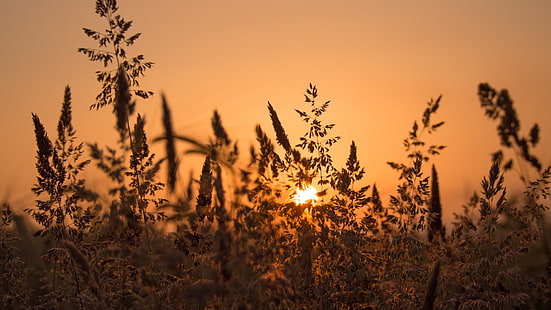 Sonnenlicht, Pflanzen, Natur, Schärfentiefe, HD-Hintergrundbild HD wallpaper