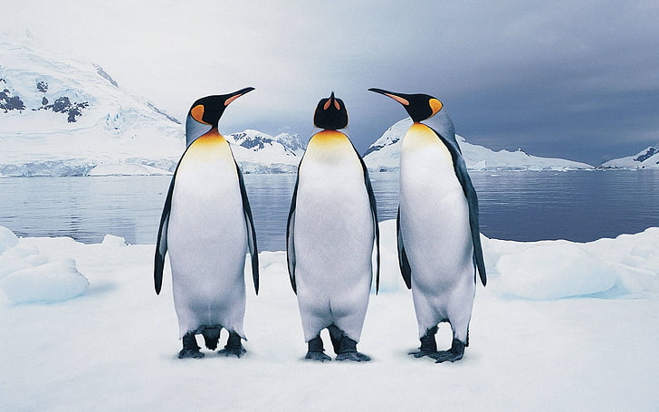 penguin pictures for large desktop, HD wallpaper