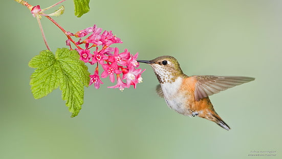 Rufous Hummingbird, Birds, HD wallpaper HD wallpaper