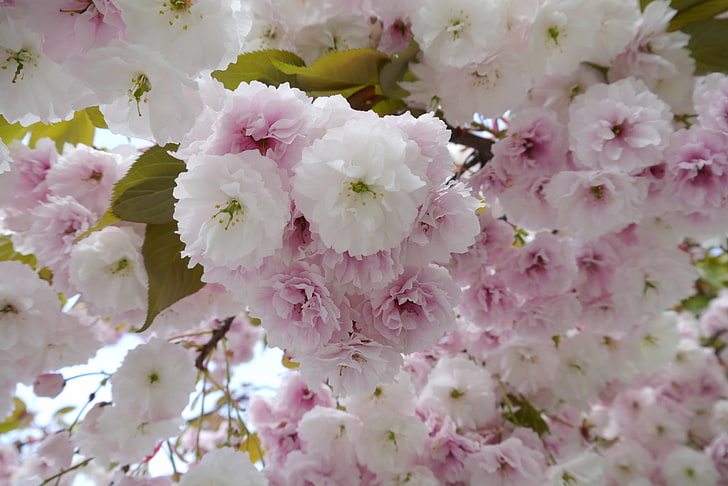 flor de cerejeira macbook hd, HD papel de parede