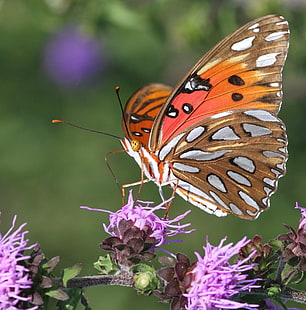 fritillary motyl siedzący na purpurowych płatkach kwiatowych fotografia zbliżeniowa, fritillary, Gulf Fritillary, motyl, fioletowy, kwiat, fotografia zbliżeniowa, agraulis vanillae, północna karolina, hrabstwo Richmond, liatris, Picnik, owad, natura, motyl - owad, zwierzę, zwierzę Skrzydło, multi kolorowe, lato, piękno w przyrodzie, zbliżenie, dzikie zwierzęta, makro, Tapety HD HD wallpaper