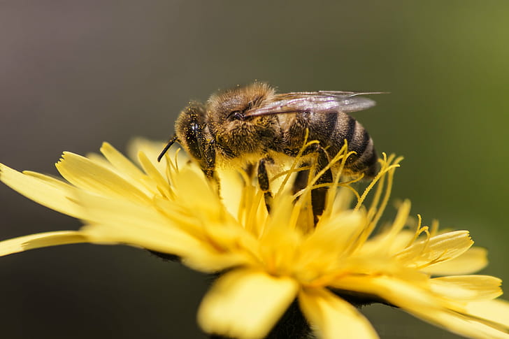 selective focus of Honeybee on yellow petaled flower, Beauty and the beast, selective focus, Honeybee, yellow, flower, bee, spring, nature, μέλισσα, φύση, Κρήτη, Rethymno, Crete, insect, pollination, pollen, macro, close-up, honey, animal, HD wallpaper