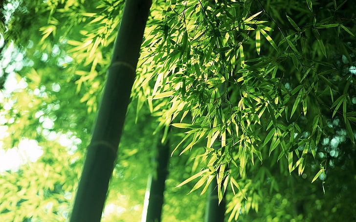 black and brown cue stick, nature, plants, leaves, photography, depth of field, bamboo, trees, HD wallpaper
