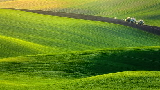 campi di erba verde, colline, alberi, natura, paesaggio, fotografia, campo, verde, Sfondo HD HD wallpaper