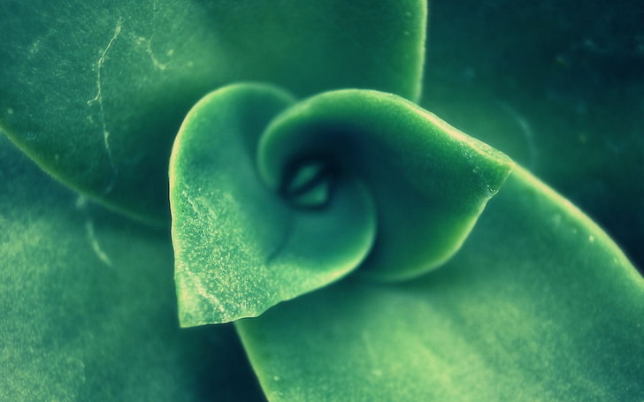 grönt blad, makrofotografering av grönt bladväxt, natur, makro, löv, växter, HD tapet
