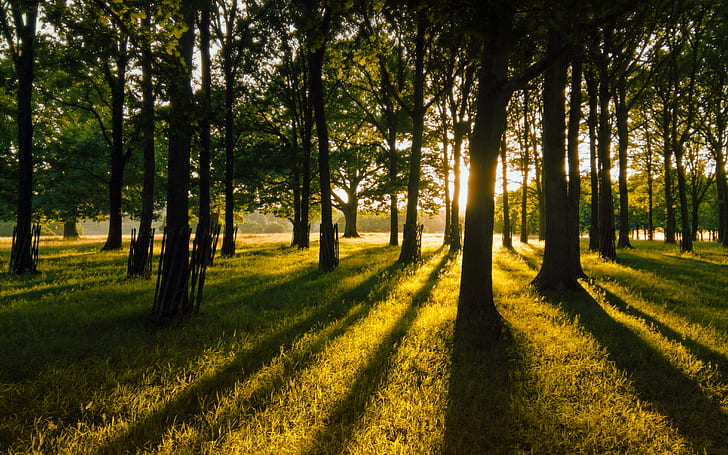 деревья и трава поле в дневное время, наибольший, сквозь деревья, трава, поле, дневное время, природа, закат, вечер, западный Сассекс, западный Сассекс, парк Petworth, желто-зеленый, желтое золото, тени, перспектива, Вудс, день, теплое,Славный, Последний свет, дерево, лес, солнечный свет, на открытом воздухе, пейзаж, зеленый Цвет, солнце, время года, лето, лесистая местность, осень, лист, солнечный луч, свет - Природные явления, сельская сцена, пейзажи, утро, красота В природе, окружающая среда,не-Городская Сцена, восход солнца - Рассвет, парк - Рукотворное Пространство, нет Людей, HD обои