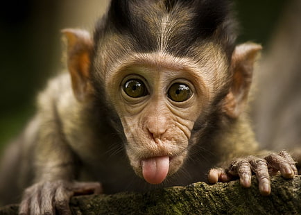für Windows lustiger indischer Affe, HD-Hintergrundbild HD wallpaper