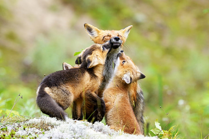 three red foxes, greens, nature, three, family, cubs, Fox, HD wallpaper