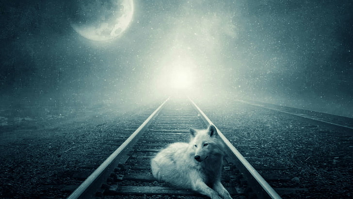 lobo branco, céu, lobo, lua, noite estrelada, lua cheia, animal selvagem, trevas, congelando, faixas, trilho, trilhos, efeitos visuais, noite, trilhos de trem, arte da fantasia, HD papel de parede