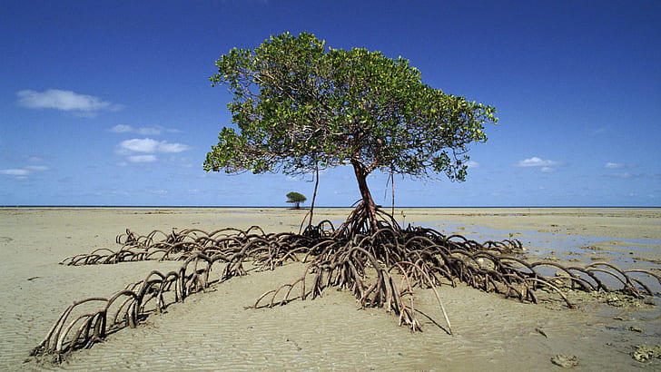 Mangrove Tree Daintree Np Australia, sand, bach, roots, tree, nature and landscapes, HD wallpaper