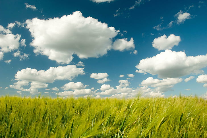 green grass field and cloud illustration, Clouds, green grass, grass field, cloud, illustration, nature, summer, sky, blue, grass, cloud - Sky, outdoors, field, rural Scene, meadow, agriculture, cloudscape, wheat, backgrounds, day, plant, landscape, non-Urban Scene, season, springtime, HD wallpaper