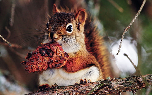 écureuil brun et blanc, écureuil, noix, nourriture, branches, Fond d'écran HD HD wallpaper