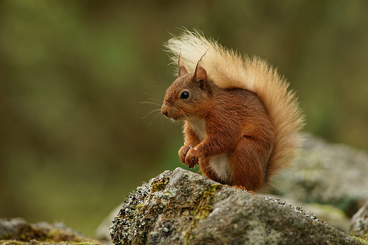 focused photography of brown squirrel standing on brown rock, rodent, squirrel, animal, nature, mammal, wildlife, brown, outdoors, cute, forest, fluffy, tail, close-up, fur, HD wallpaper