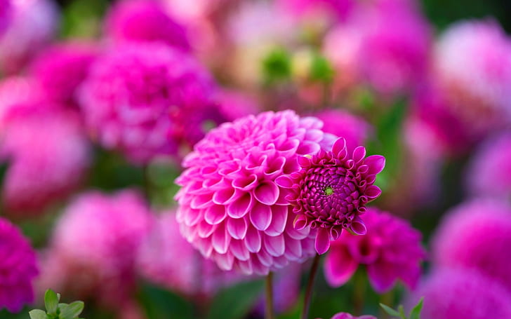 Pink Dahlies Vackra blommor Bilder i naturen Datorer Bakgrund HD High Definition 2560 × 1600, HD tapet