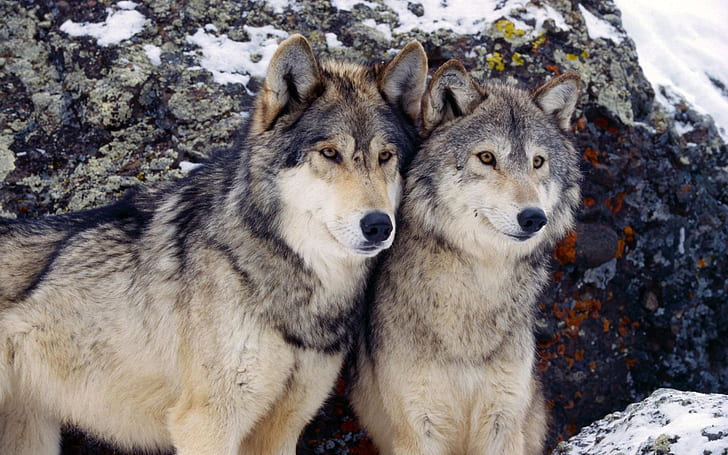 Two wolves, two black utonagan dogs, Two, Wolves, HD wallpaper