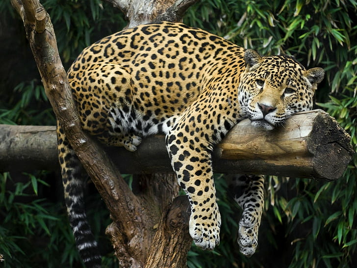 Jaguar on vacation, jaguar, vacation, rasslabon, log, s, Best s, download, HD wallpaper