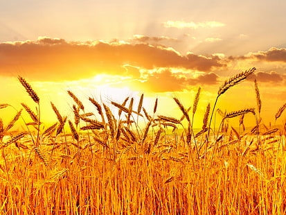 Изгреви, трева, залези, полета, ботаника, пшеница, боке, небе, ухо, природа, HD тапет HD wallpaper