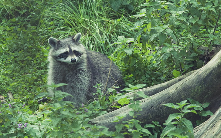 raccoon, Forest, grass, download 3840x2400 raccoon, HD wallpaper