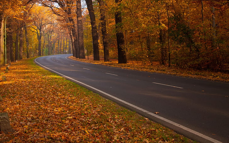Jalan melalui Hutan Musim Gugur, trotoar beton hitam, daun, sendirian, pemandangan, Wallpaper HD