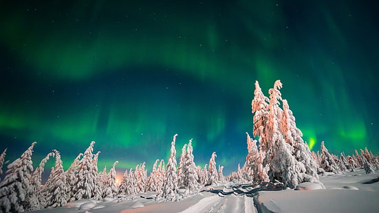 الغابة الشتوية ، 4K ، Aurora Borealis ، الثلج، خلفية HD HD wallpaper
