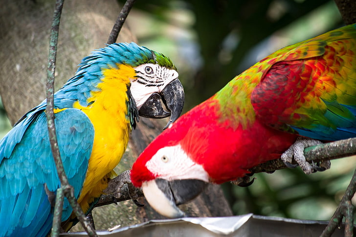 birds, pair, parrots, ary, HD wallpaper
