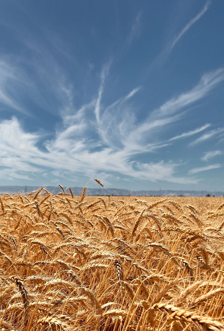 Weizen, HD-Hintergrundbild, Handy-Hintergrundbild