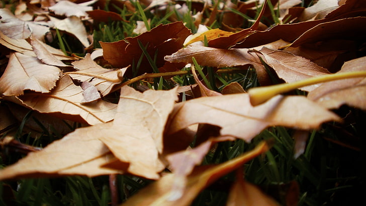 dry leaves, nature, leaves, HD wallpaper