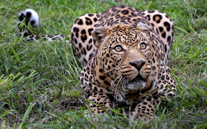 Leopard HD, animals, leopard, HD wallpaper