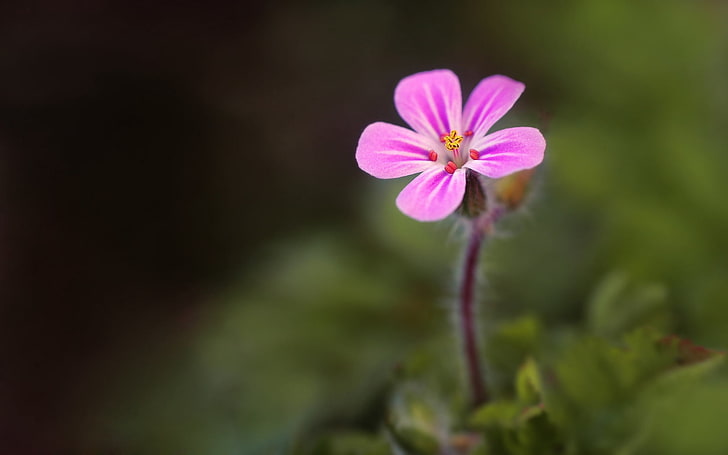 pink malva flower, flower, grass, background, bright, HD wallpaper