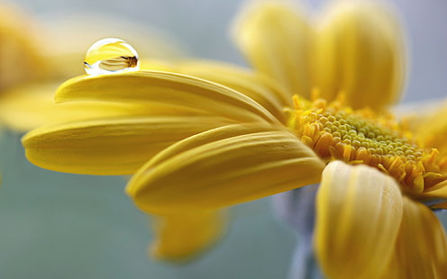 natura, fiori, gocce d'acqua, macro, giallo, fiori gialli, profondità di campo, Sfondo HD HD wallpaper