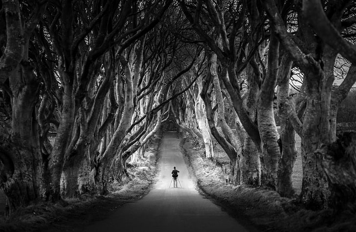 Dark Hedges, Avenue of Beech Trees, Northern..., Black and White, Travel, Trees, Road, Photography, Northern, Avenue, Ireland, Halloween, Spooky, Europe, Beech, Alone, Mysterious, Vacation, Photographer, visit, blackandwhite, tourism, touristdestinations, DarkHedges, ghostlegend, HD wallpaper