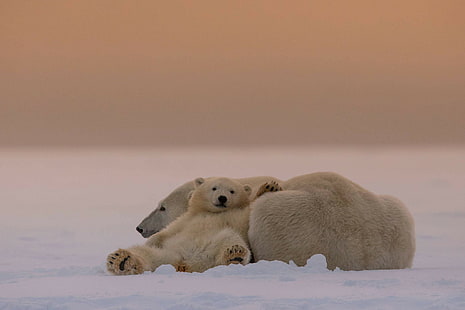 Weiße Bären, Eisbär und Junges, weiße Bären, HD, HD-Hintergrundbild HD wallpaper