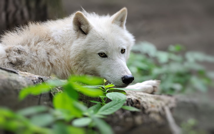 Wolf, HD-Hintergrundbild