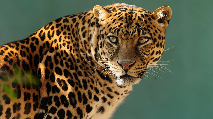 фотография със селективен фокус на леопард, ягуар, дива, котка, лице, HD тапет