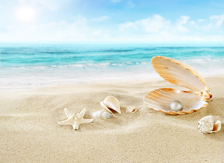conchas e esqueleto de estrela do mar, areia, mar, praia, nuvens, natureza, pérola, concha, estrela do mar, HD papel de parede