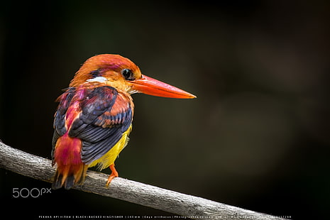 Fotografie, Natur, Tiere, Vögel, Eisvogel, 500px, HD-Hintergrundbild HD wallpaper