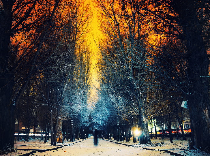 Armenia, Gyumri, carta da parati alberi spogli, stagioni, inverno, città, artistico, armenia, gyumri, Sfondo HD