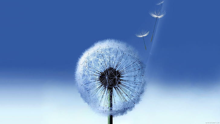 Tarassaco battenti nel vento, tarassaco fiore, tarassaco, fiore, natura, vento, blu, Sfondo HD