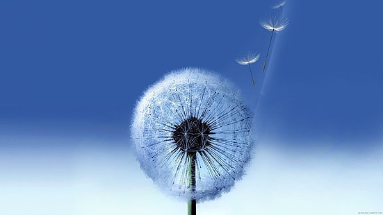 Dandelion flying in the wind, dandelion flower, dandelion, flower, nature, wind, blue, HD wallpaper HD wallpaper