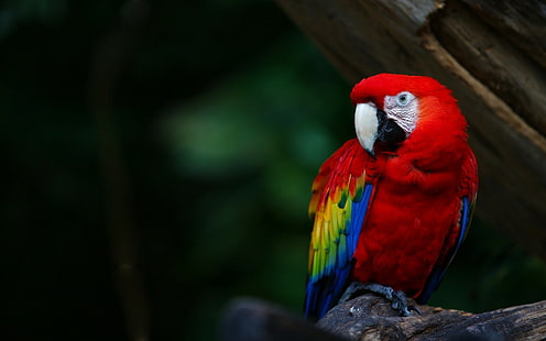 animals, wildlife, nature, birds, macaws, parrot, HD wallpaper HD wallpaper