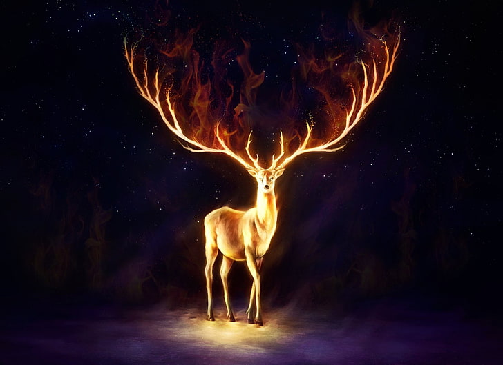 deer, fire, HD wallpaper