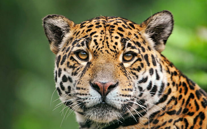 leopardo (animale), animali, felini, fauna selvatica, verde, Sfondo HD