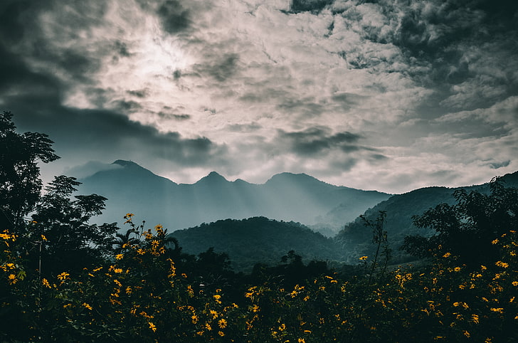 yellow petaled flowers, mountains, fog, flowers, clouds, HD wallpaper