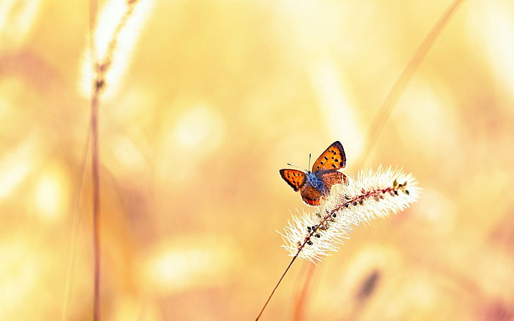miedziany motyl, motyl, trawa, światło, lot, Tapety HD